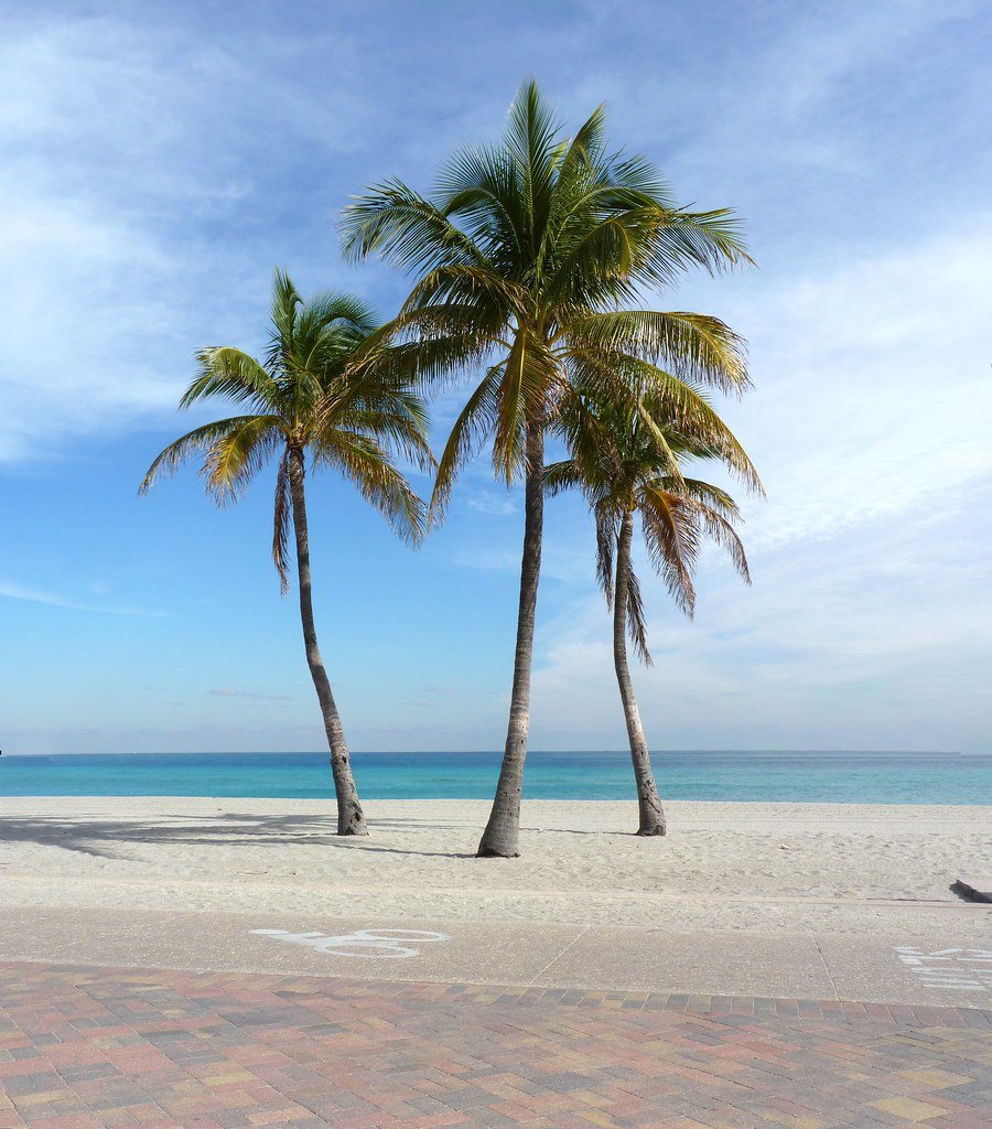 palms near vero beach